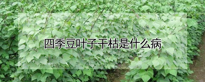 四季豆叶子干枯是什么病 四季豆叶子干枯是什么病图片