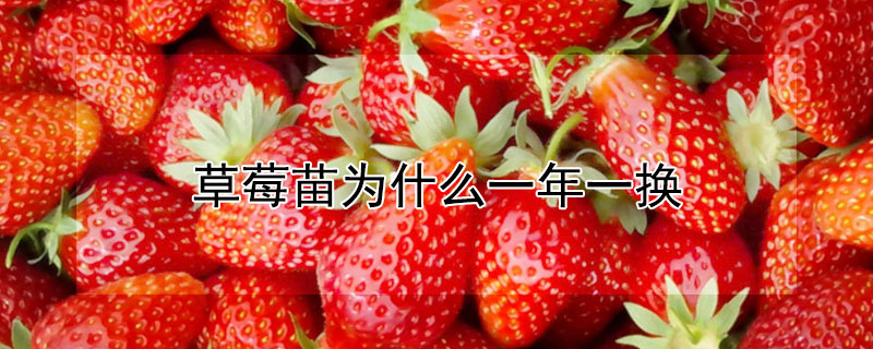 草莓苗为什么一年一换（草莓苗是一年一换吗）