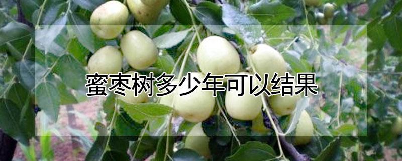 蜜枣树多少年可以结果 蜜枣树多少年可以结果呢