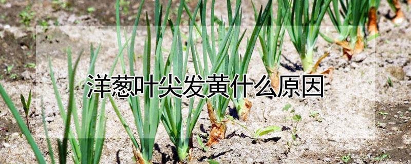 洋葱叶尖发黄什么原因 洋葱叶尖发黄什么原因呢