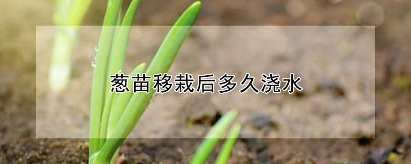 葱苗移栽后多久浇水 葱苗移栽后多久浇水合适