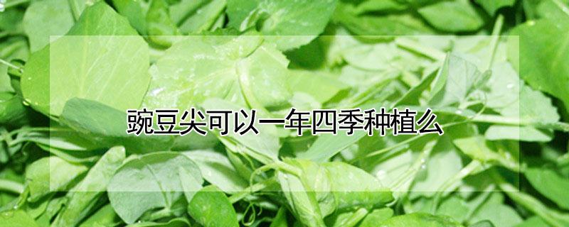 豌豆尖可以一年四季种植么（豌豆尖四季都可以种吗）