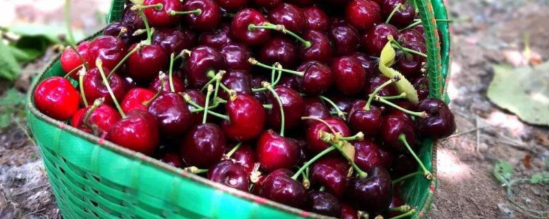 大棚樱桃成熟期果软怎么回事（大棚樱桃后期果会发软是怎么回事）