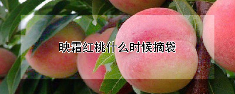 映霜红桃什么时候摘袋（映霜红桃什么时候摘袋合适）