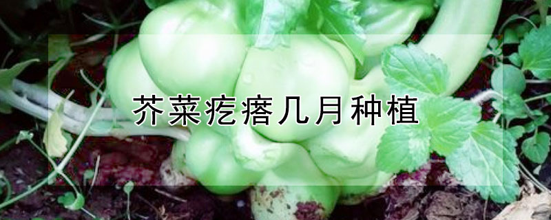 芥菜疙瘩几月种植 芥菜疙瘩的种植技术及种植时间
