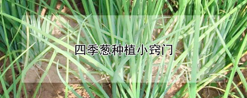 四季葱种植小窍门 四季葱种植方法