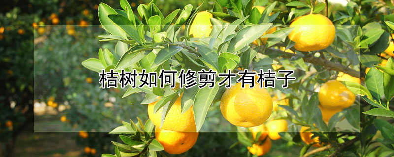桔树如何修剪才有桔子 桔树怎么修剪