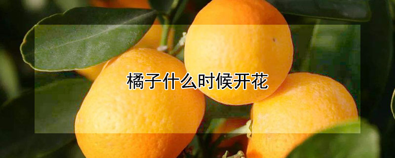 橘子什么时候开花（橘子什么时候开花什么季节）