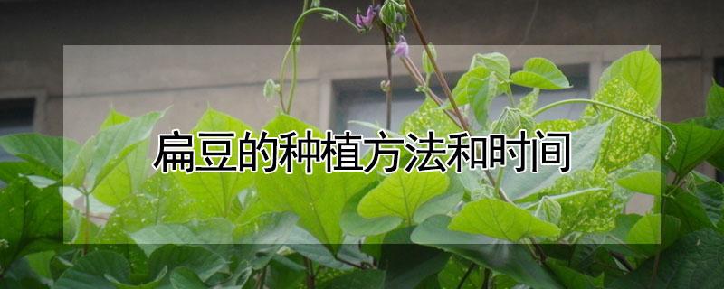 扁豆的种植方法和时间（扁豆的种植方法和时间图片）