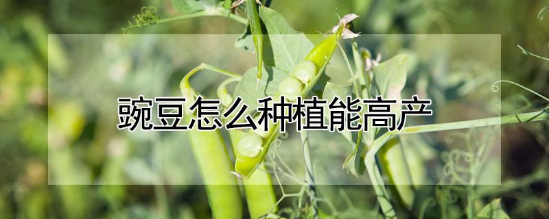 豌豆怎么种植能高产 豌豆好种植吗