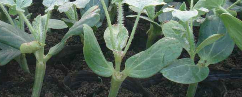 西瓜高脚苗怎么办 西瓜苗刚出来高脚怎么办