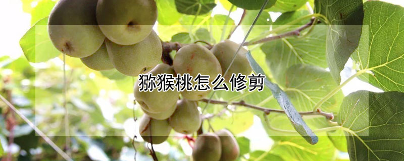 猕猴桃怎么修剪 猕猴桃怎么修剪视频