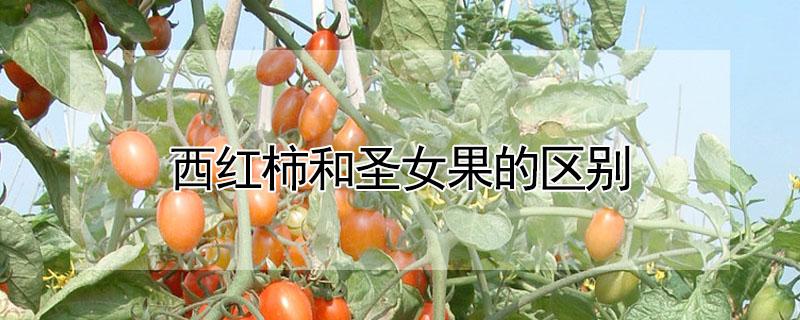 西红柿和圣女果的区别 西红柿和圣女果的区别在哪里