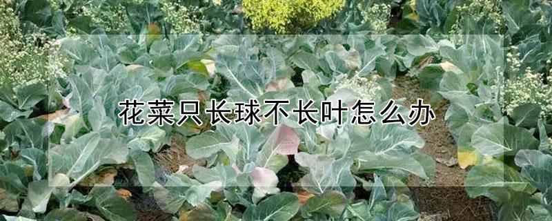 花菜只长球不长叶怎么办 花菜只长球不长叶怎么办视频