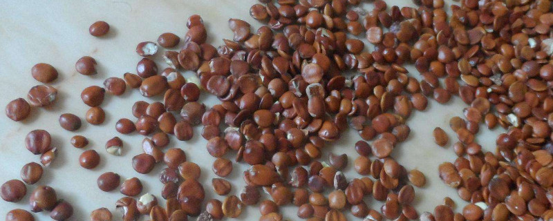 青枣种子催芽方法（枣子种子怎么催芽）