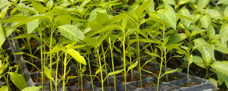 辣椒苗断了还能长吗 辣椒苗剪掉还会长吗