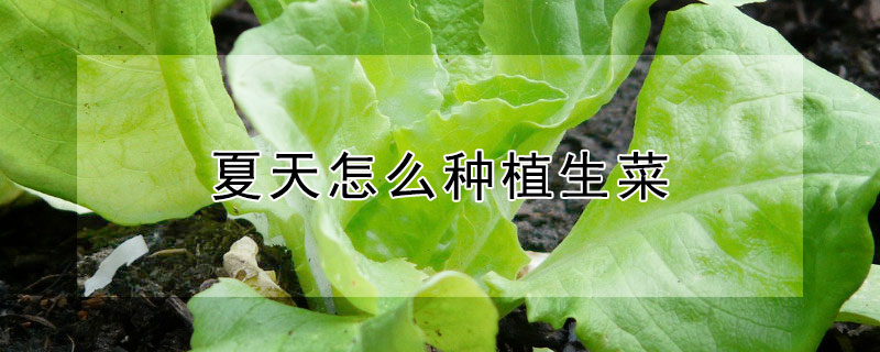 夏天怎么种植生菜（夏天怎么种植生菜视频）