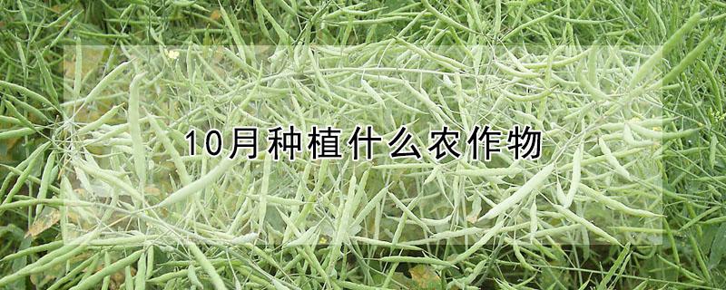 10月种植什么农作物（10月种植什么农作物最好）