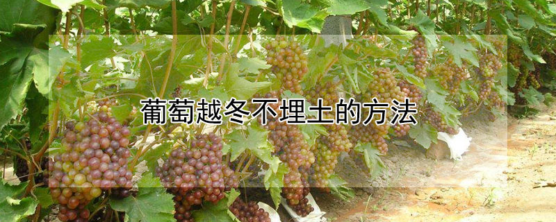 葡萄越冬不埋土的方法 葡萄越冬不埋土的方法有哪些
