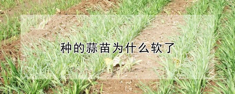 种的蒜苗为什么软了（种的蒜苗为什么软了呢）