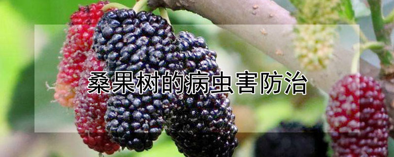 桑果树的病虫害防治（桑果树的病虫害防治措施）