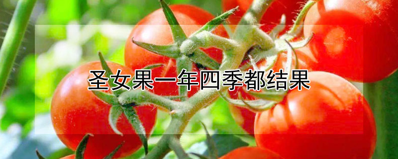 圣女果一年四季都结果（圣女果一年四季都结果吗）