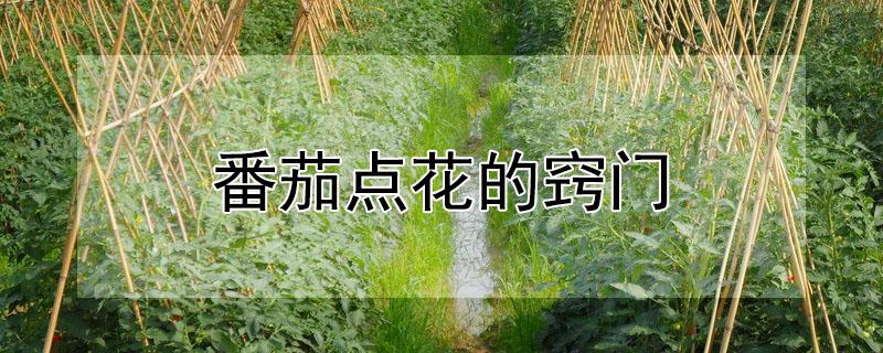 番茄点花的窍门（番茄点花的原理）