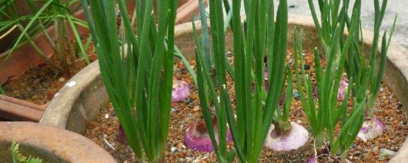 盆栽洋葱一般几天发芽 种洋葱几天发芽