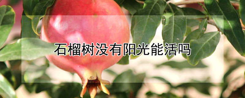 石榴树没有阳光能活吗（石榴树没有阳光能活吗怎么养）