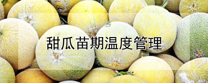 甜瓜苗期温度管理（甜瓜育苗期温度管理）