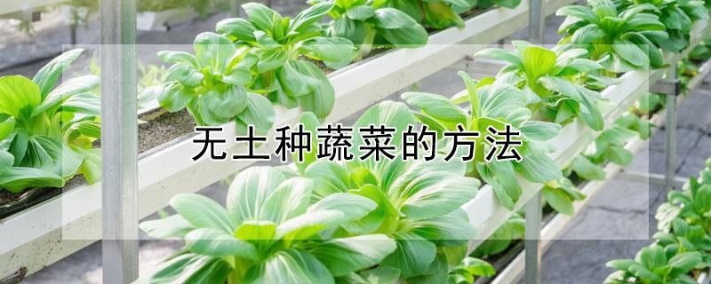 无土种蔬菜的方法（怎样种无土蔬菜方法）