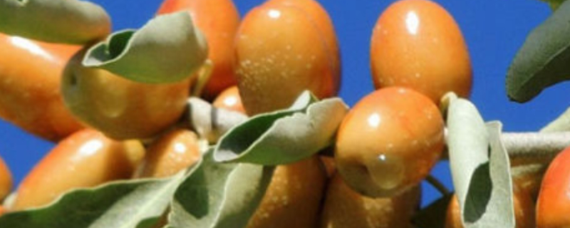 沙枣树如何修剪 沙枣树如何修剪枝叶