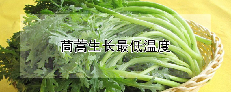 茼蒿生长最低温度（茼蒿种植温度要求）