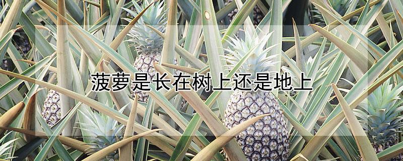 菠萝是长在树上还是地上 菠萝是长在树上还是地上图片