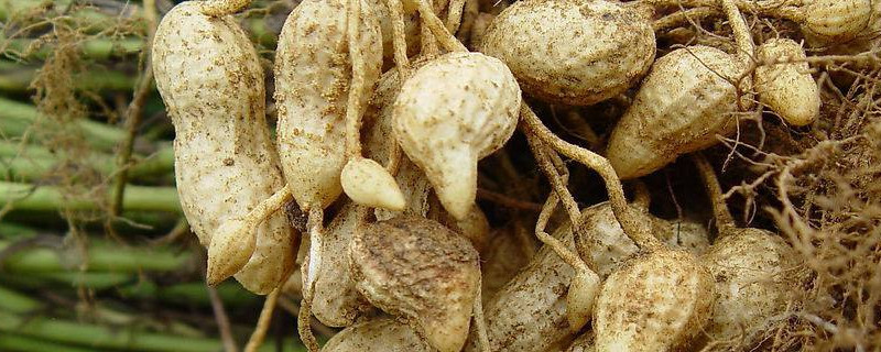 花生什么时候收获（广西花生什么时候收获）