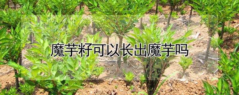 魔芋籽可以长出魔芋吗（魔芋可以用魔芋籽栽种吗）