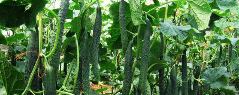 黄瓜怎样打枝条 黄瓜怎样打枝条好