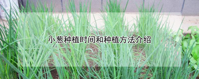 小葱种植时间和种植方法介绍（小葱种植时间和种植方法介绍图片）