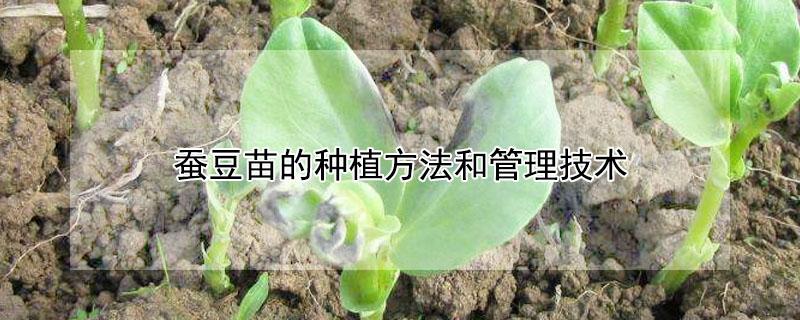 蚕豆苗的种植方法和管理技术 蚕豆苗的种植方法和管理技术视频教程