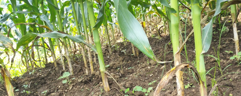 玉米纹枯病防治方法（玉米纹枯病防治方法有哪些）