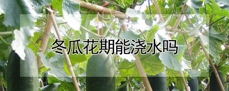 冬瓜花期能浇水吗（冬瓜花期能浇水吗）