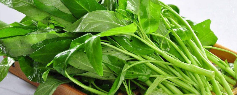 藤藤菜的种植技术（藤藤菜怎样种植?）