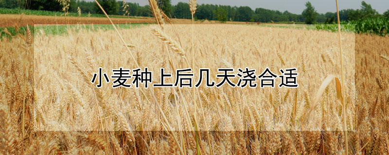 小麦种上后几天浇合适（种完小麦多久能浇地）