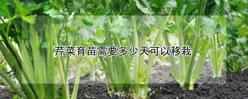 芹菜育苗需要多少天可以移栽（芹菜苗什么时候可以移栽）