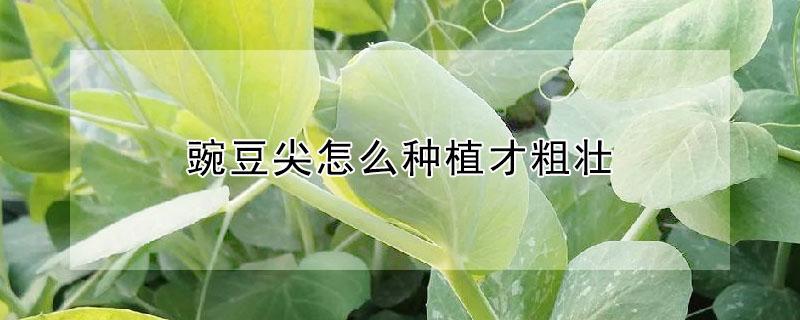 豌豆尖怎么种植才粗壮 豌豆尖怎么种植技术