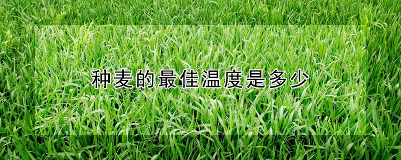 种麦的最佳温度是多少 种麦的最佳温度是多少摄氏度