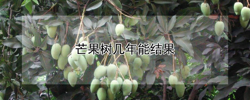 芒果树几年能结果 芒果树几年结果?
