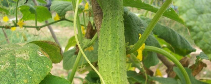 黄瓜弯曲的原因及解决方法 黄瓜弯曲怎么办
