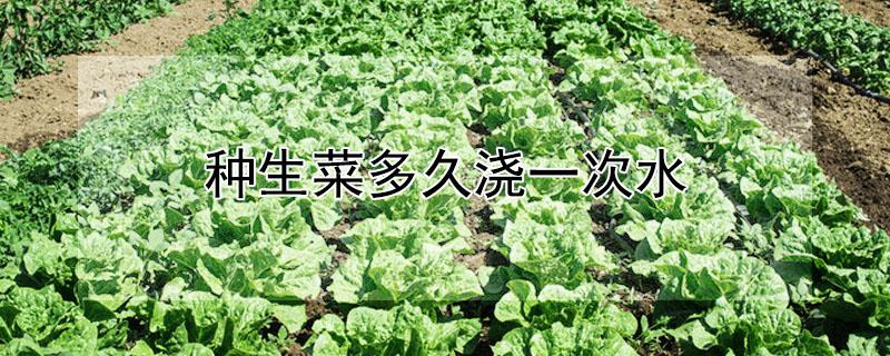 种生菜多久浇一次水 种生菜多久浇一次水好