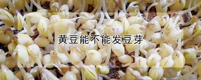 黄豆能不能发豆芽 黄豆能不能发豆芽